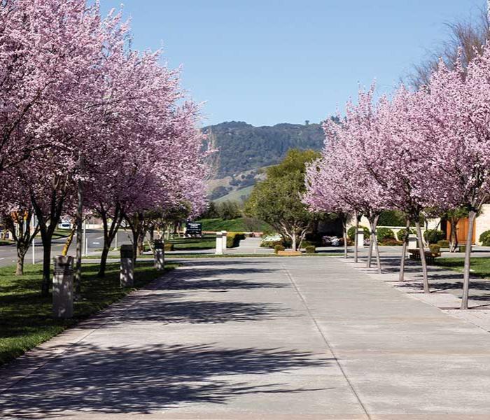 Walkway with rows of trees on either side.