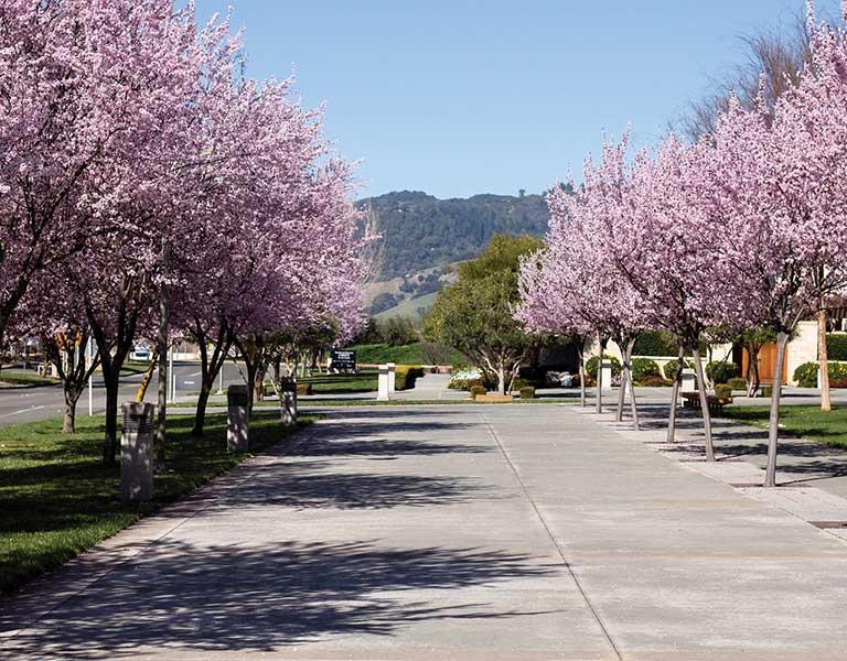 Walkway with rows of trees on either side.